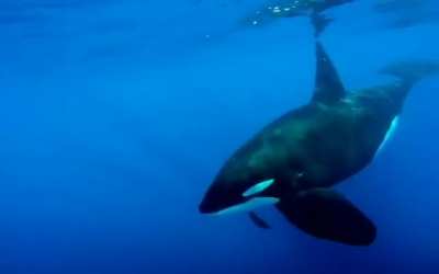 Orca carrying a dead humpback whale calf.