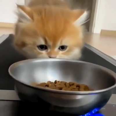 Sisypussy