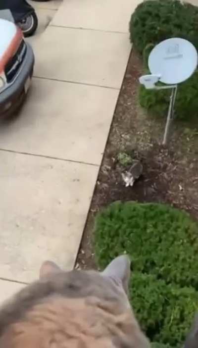 Balcony feline friendship