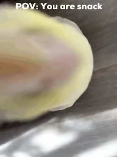 HungyBirb