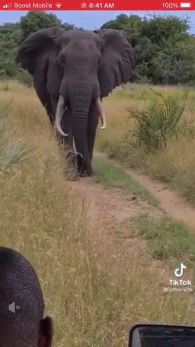 Elephants are truly majesdick creatures.
