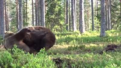 🔥 Bear fight!