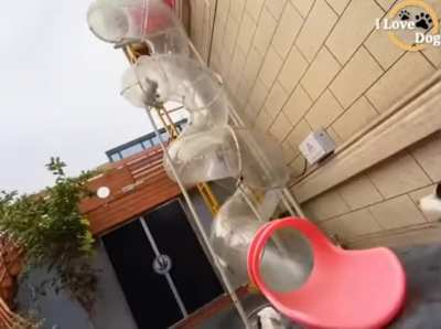 Dog Slide