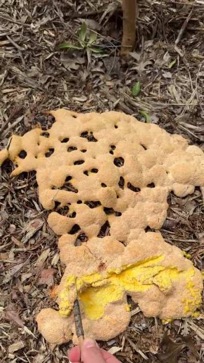 Wood Chip Dog Vomit