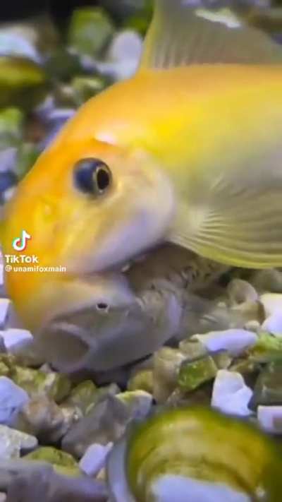 Chinese algae fish feeding on the mucous coating on the body of another fish