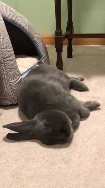Deeply asleep and dreaming of cilantro and chewing on forbidden wires. Notice how he sleeps in front of his new cozy bed and not in it...sigh.