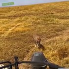 🔥 Cheetah wants a closer view of safari riders