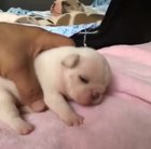 A very BIG yawn!