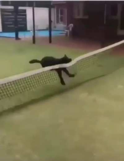 Olympian Gold Medalist Puppy Sticks Her Landing