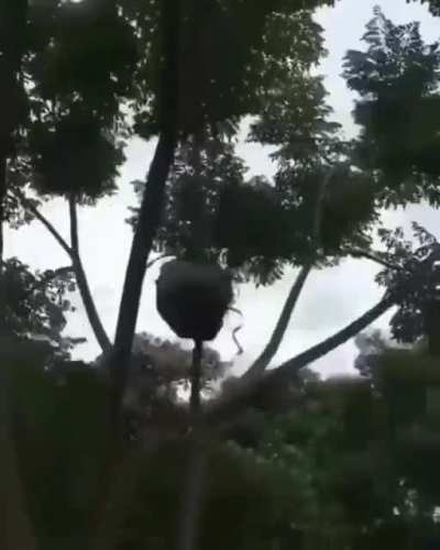 Catching fish with a stone