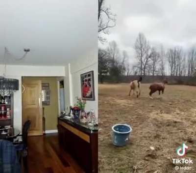 Horse