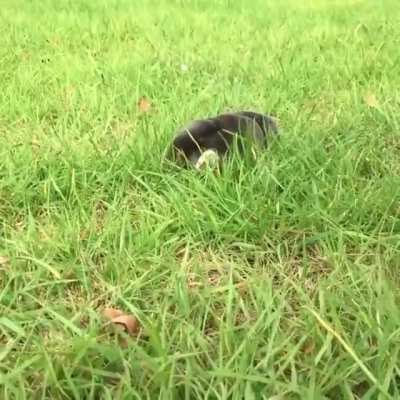 Moles are so specialized at digging, they can't walk very well.