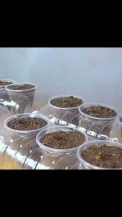 How to grow vegetables in limited spaces.
