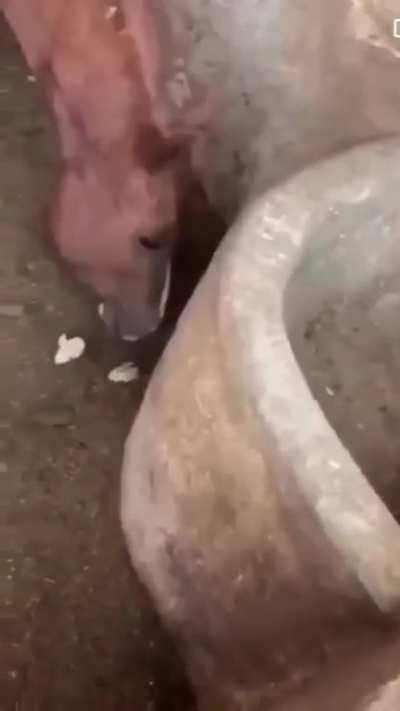 Protein 