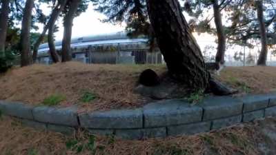 There was a black cat in the pine forest, so when I stroked it, other cats also gathered.