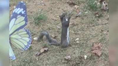 Squirrel eating what must be the most delicious nut EVER