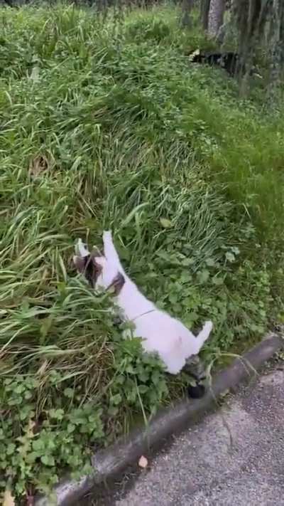Forgot how to cat
