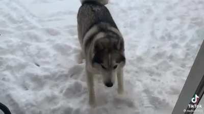 HMK while I thrive in my habitat
