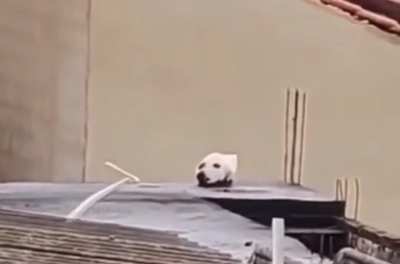Why is there a dog’s head?