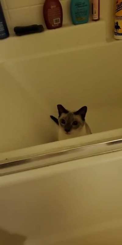 bored meezer in tub