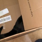 Cat SCREAM