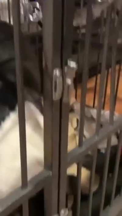 Dog licks its way out