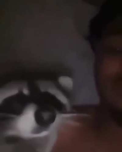 Enough racoon porn. Let's have some racoon romance 