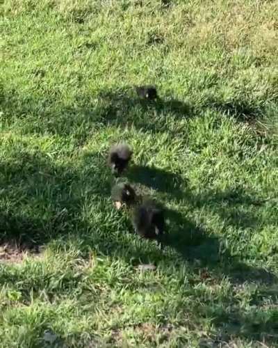 This is what imprinting looks like