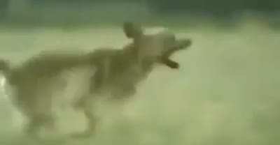 poor dog