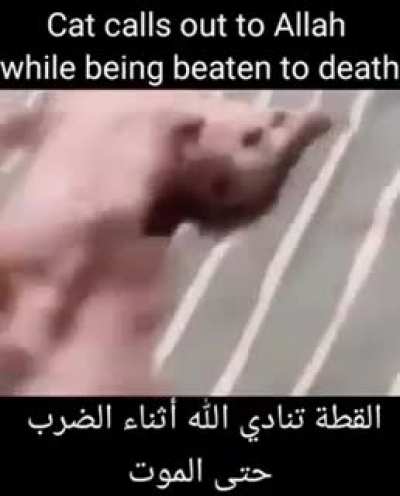Bingus assault