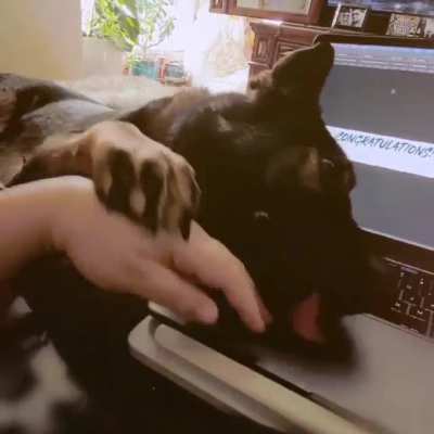 Pets > Work!
