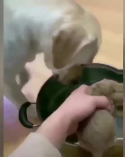 Absolute HERO