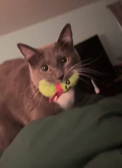 Meow