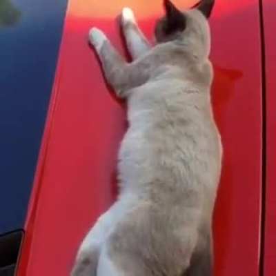 Wake up kitty, rise & shine!