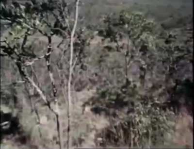 Rhodesian toto