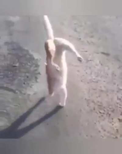 Meu Primeiro Post