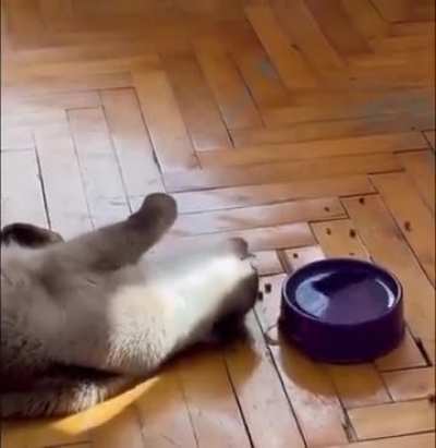 Австр<wbr>ийски<wbr>й кот