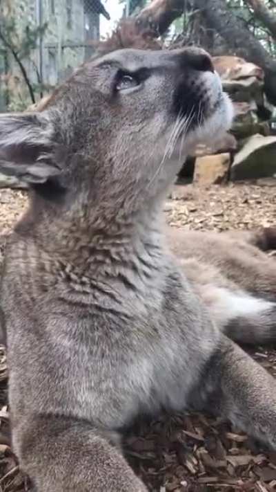 Big PURR
