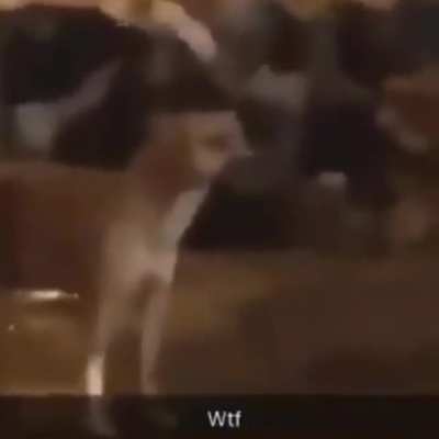 Wtf