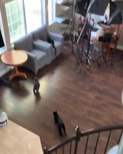 Those are some agile cats