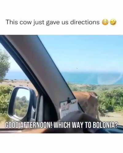 Cow gives the direction 😆😆😆