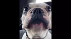 dog doin a yell