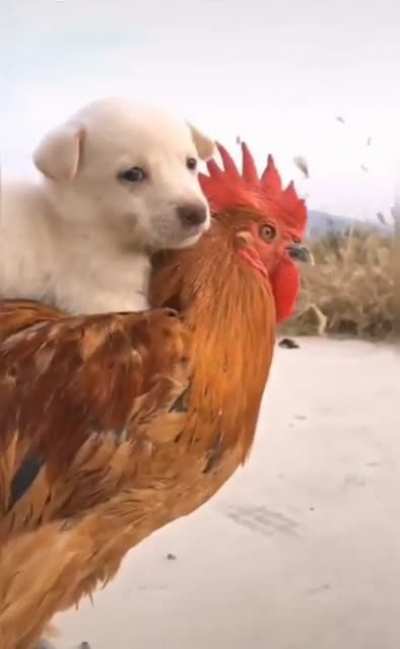 Onward noble steed