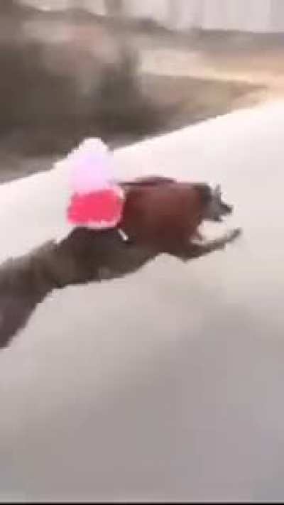 Read dead peppa pig