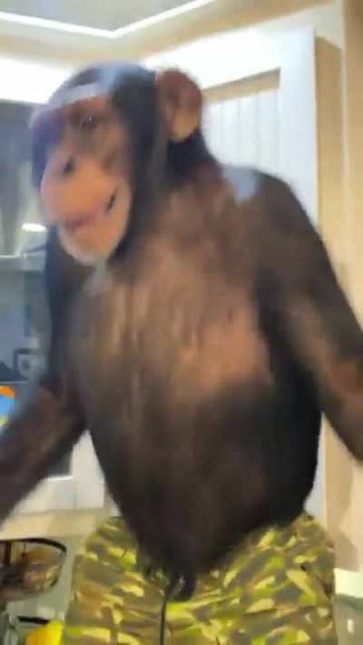 Baile chimpancé
