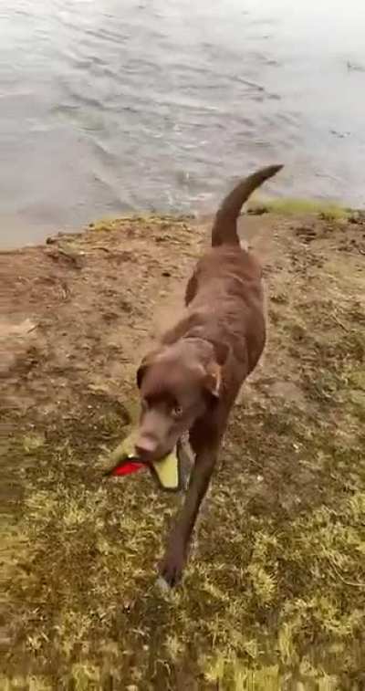 What a cute dog