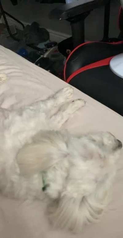 Guess my dog doesn’t like the song