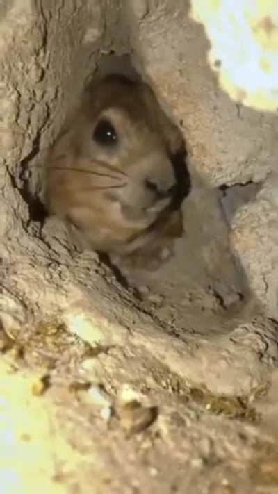 🔥 This is not a rodent.