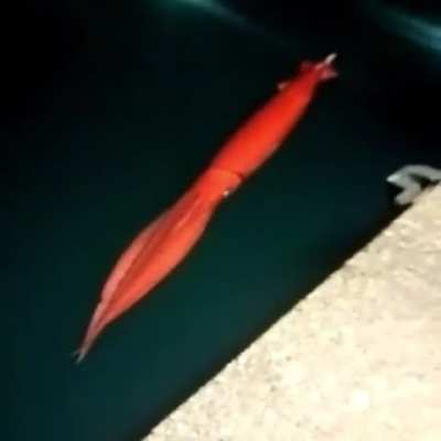 Giant squid cruising by