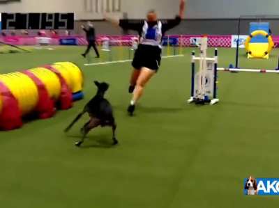 Rake the whippet crushes agility round!